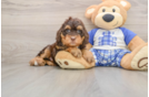 Energetic Bernese Doodle Poodle Mix Puppy