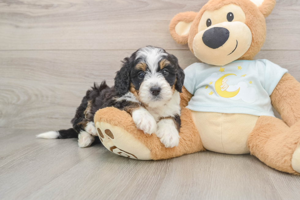 Hypoallergenic Mini Bernese Poodle Poodle Mix Puppy