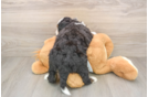 Mini Bernedoodle Pup Being Cute