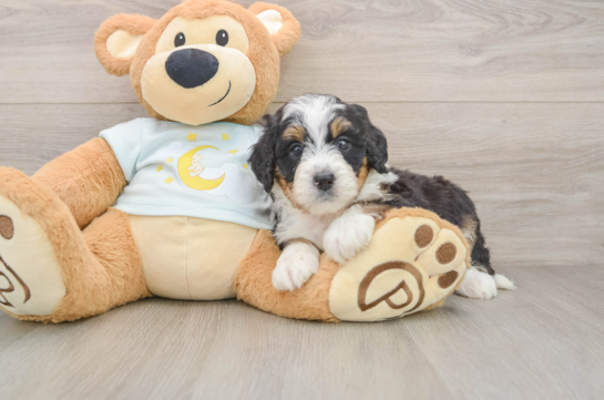 Best Mini Bernedoodle Baby