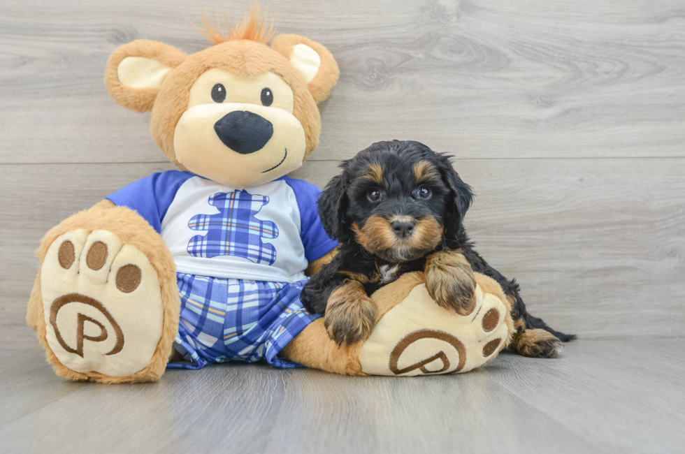 6 week old Mini Bernedoodle Puppy For Sale - Florida Fur Babies