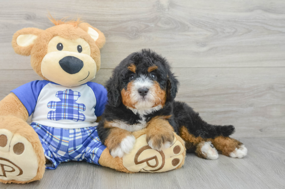 6 week old Mini Bernedoodle Puppy For Sale - Florida Fur Babies