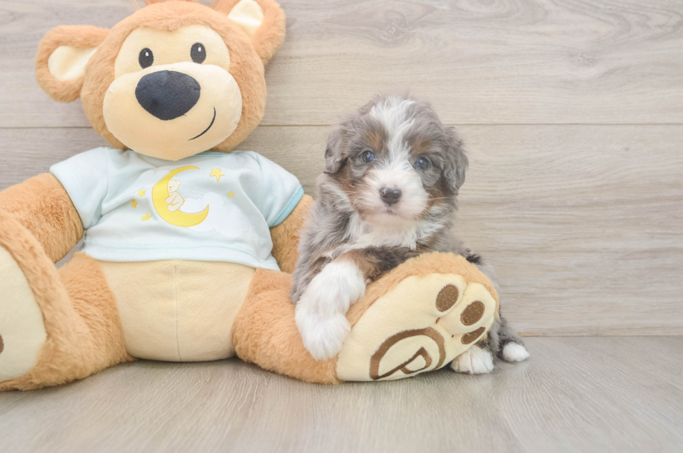 6 week old Mini Bernedoodle Puppy For Sale - Florida Fur Babies