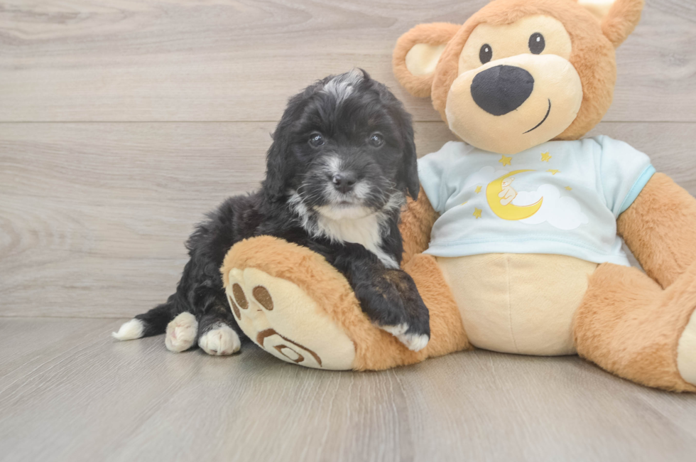5 week old Mini Bernedoodle Puppy For Sale - Florida Fur Babies