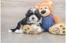 Mini Bernedoodle Puppy for Adoption