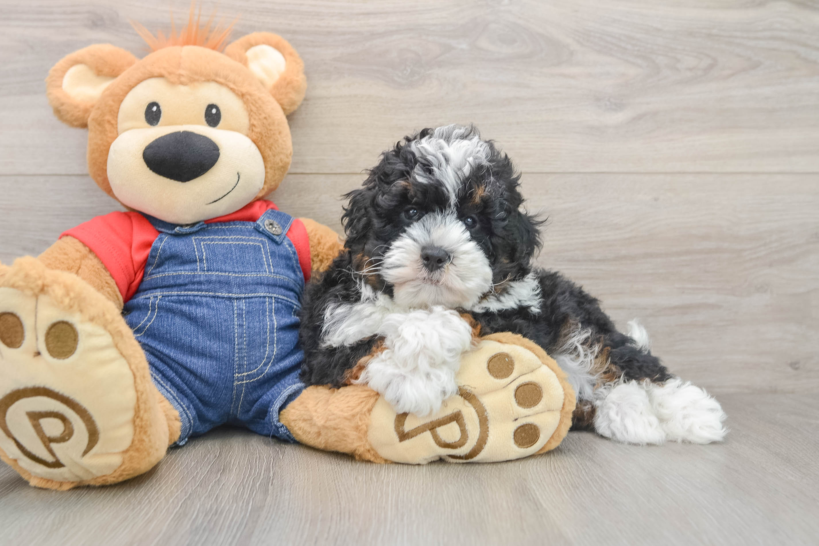Small Mini Bernedoodle Baby