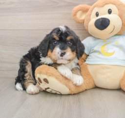 6 week old Mini Bernedoodle Puppy For Sale - Florida Fur Babies