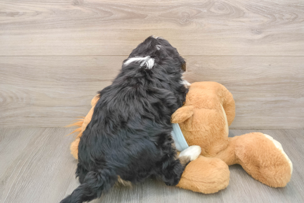 Energetic Mini Bernesedoodle Poodle Mix Puppy