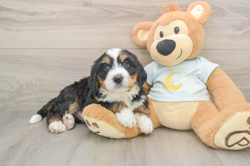 Mini Bernedoodle Puppy for Adoption