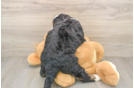 Mini Bernedoodle Pup Being Cute
