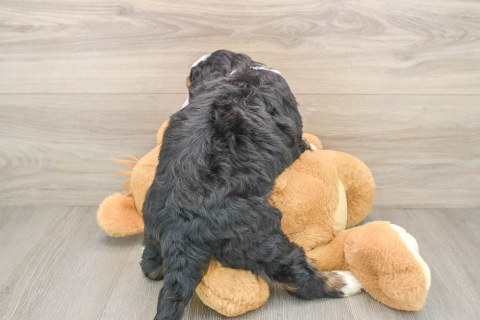 Mini Bernedoodle Pup Being Cute
