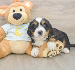 6 week old Mini Bernedoodle Puppy For Sale - Florida Fur Babies