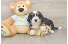 Best Mini Bernedoodle Baby