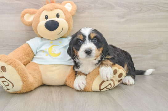 Best Mini Bernedoodle Baby