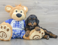 8 week old Mini Bernedoodle Puppy For Sale - Florida Fur Babies