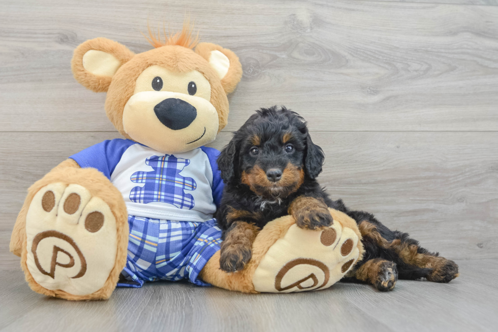 Little Mini Bernesedoodle Poodle Mix Puppy