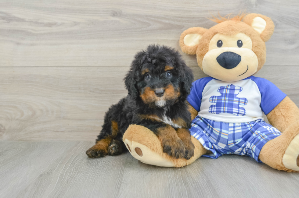 6 week old Mini Bernedoodle Puppy For Sale - Florida Fur Babies