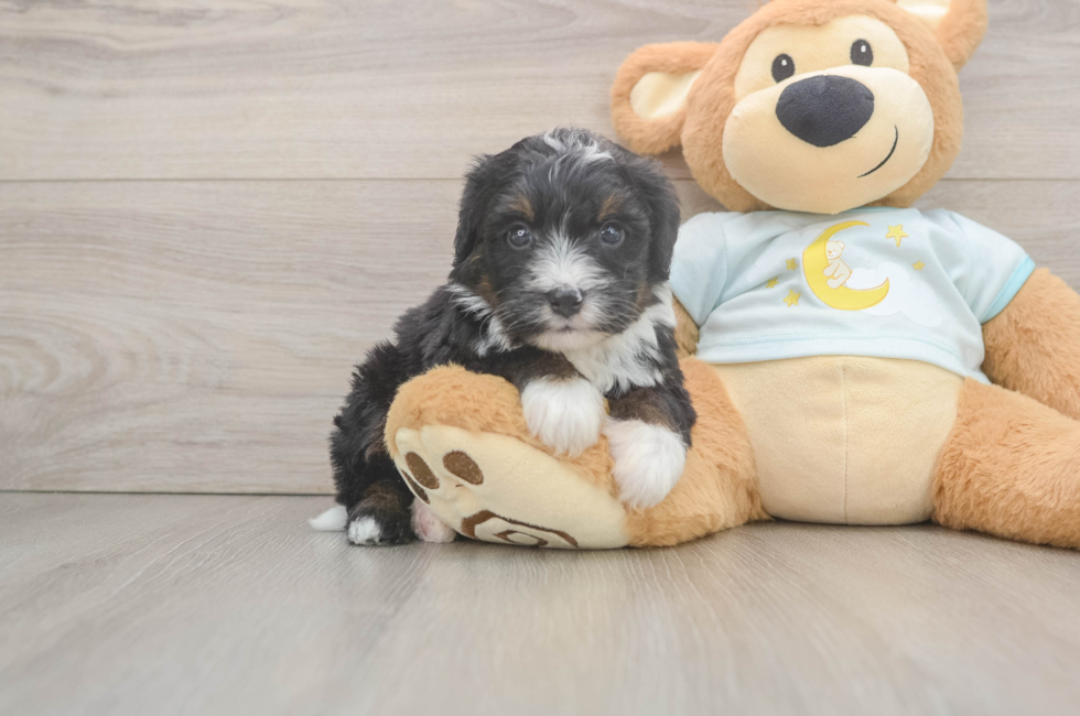 6 week old Mini Bernedoodle Puppy For Sale - Florida Fur Babies