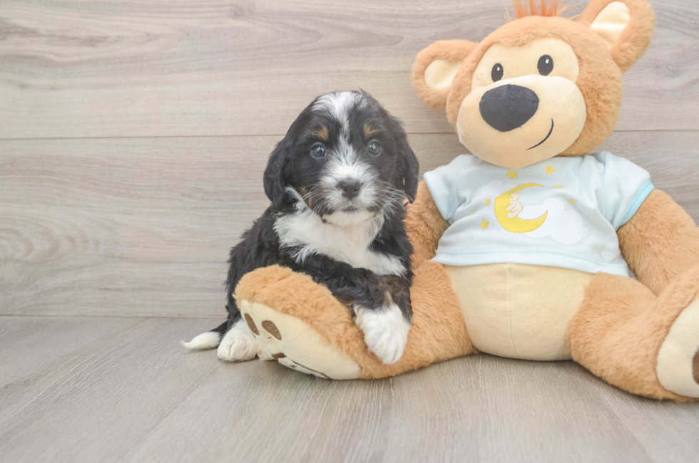 5 week old Mini Bernedoodle Puppy For Sale - Florida Fur Babies