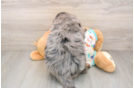 Mini Bernedoodle Puppy for Adoption