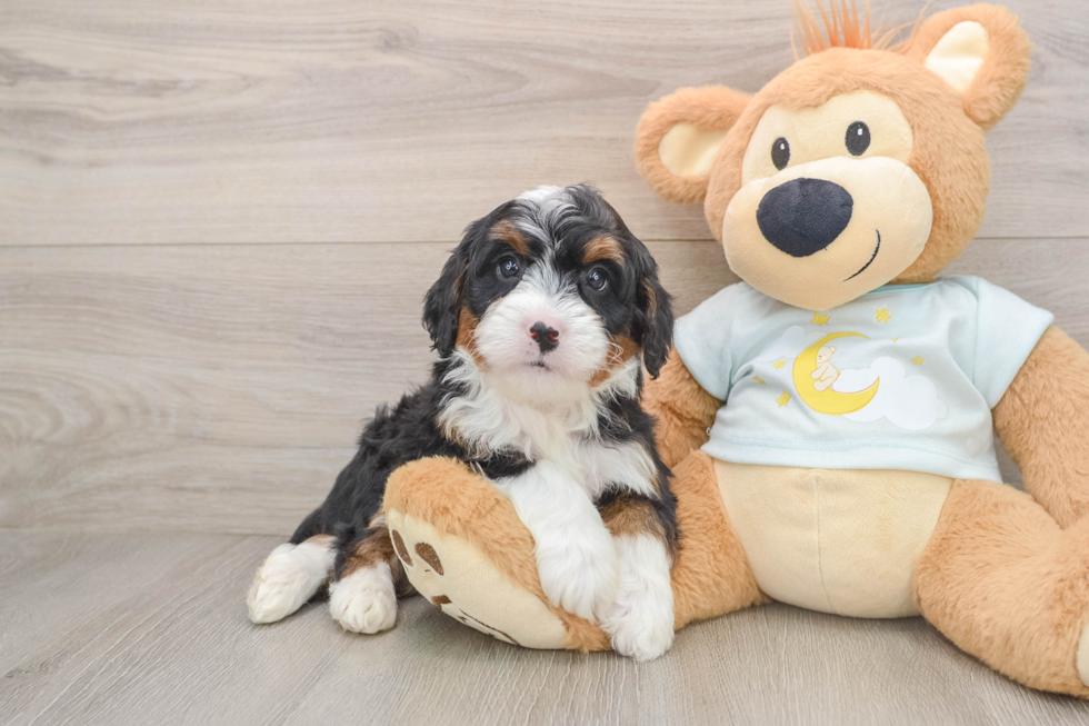 Energetic Mini Bernese Poodle Poodle Mix Puppy