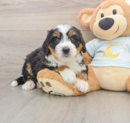 6 week old Mini Bernedoodle Puppy For Sale - Florida Fur Babies