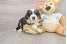 Happy Mini Bernedoodle Baby
