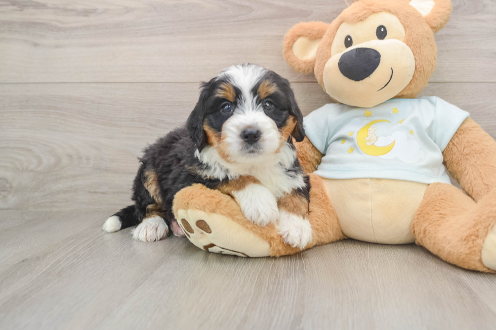 Happy Mini Bernedoodle Baby
