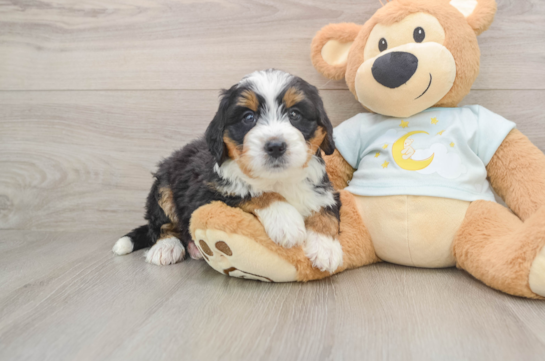 Happy Mini Bernedoodle Baby