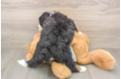 Popular Mini Bernedoodle Poodle Mix Pup