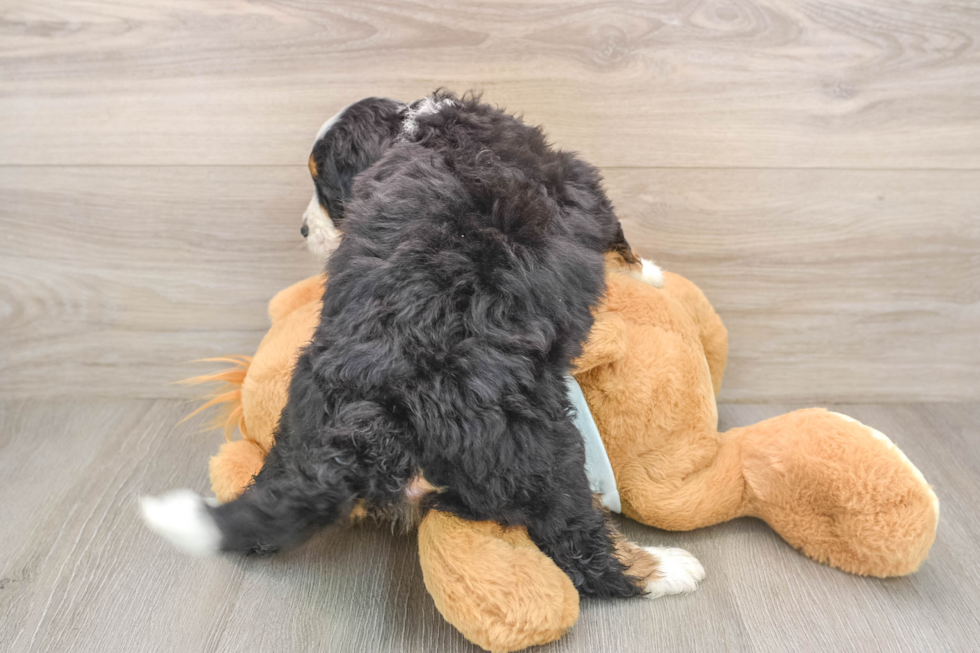 Popular Mini Bernedoodle Poodle Mix Pup