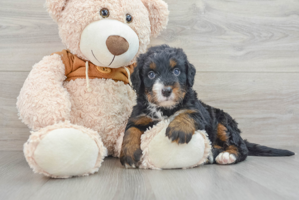 Best Mini Bernedoodle Baby