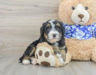 7 week old Mini Bernedoodle Puppy For Sale - Florida Fur Babies