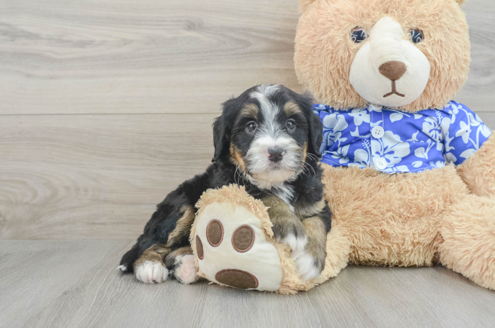 6 week old Mini Bernedoodle Puppy For Sale - Florida Fur Babies