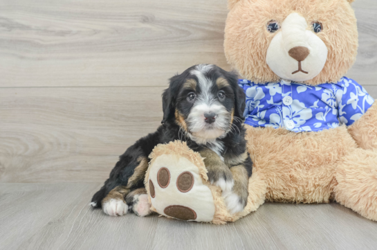 Adorable Mini Bernesepoo Poodle Mix Puppy