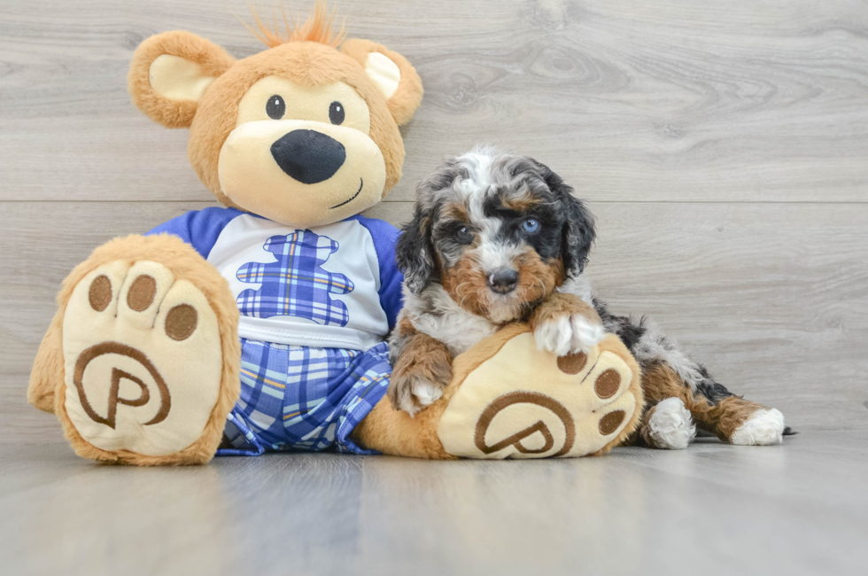 6 week old Mini Bernedoodle Puppy For Sale - Florida Fur Babies