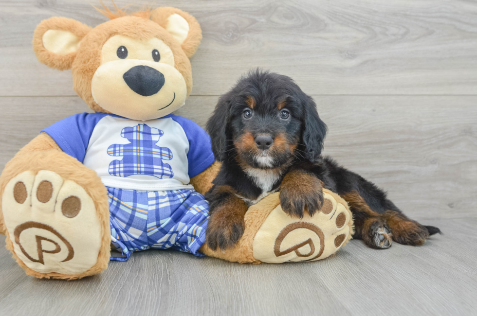 6 week old Mini Bernedoodle Puppy For Sale - Florida Fur Babies