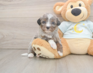 8 week old Mini Bernedoodle Puppy For Sale - Florida Fur Babies