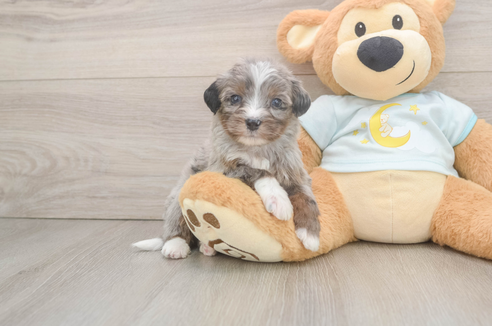 6 week old Mini Bernedoodle Puppy For Sale - Florida Fur Babies