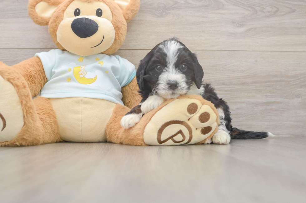 5 week old Mini Bernedoodle Puppy For Sale - Florida Fur Babies