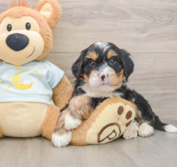 6 week old Mini Bernedoodle Puppy For Sale - Florida Fur Babies