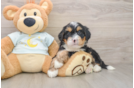 Mini Bernedoodle Pup Being Cute