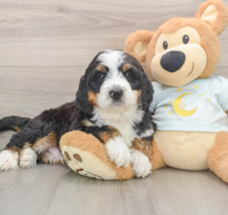 6 week old Mini Bernedoodle Puppy For Sale - Florida Fur Babies