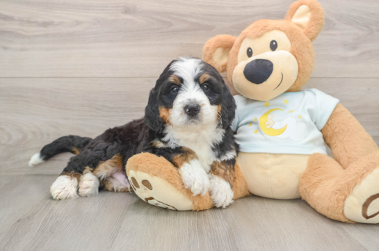 Funny Mini Bernedoodle Poodle Mix Pup