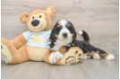 Hypoallergenic Mini Bernesedoodle Poodle Mix Puppy