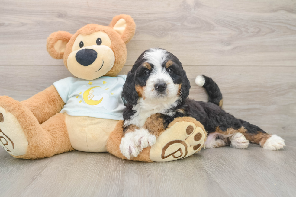 Hypoallergenic Mini Bernesedoodle Poodle Mix Puppy