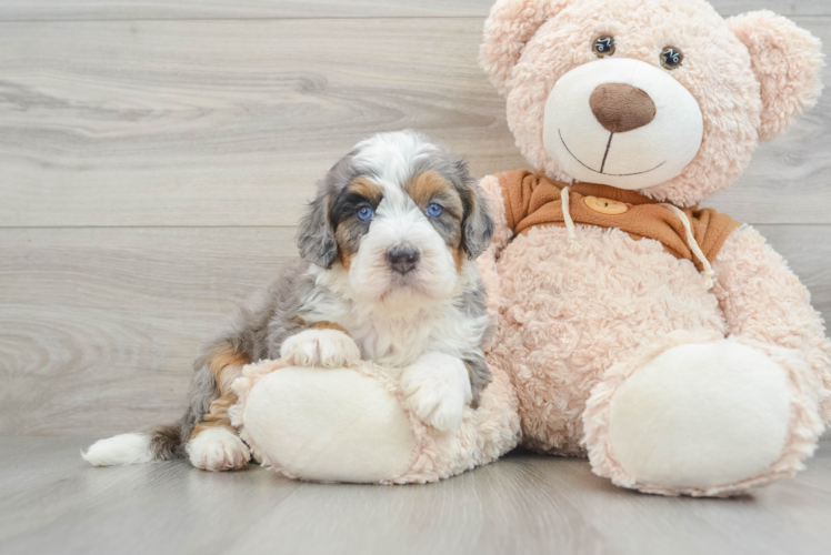 Best Mini Bernedoodle Baby