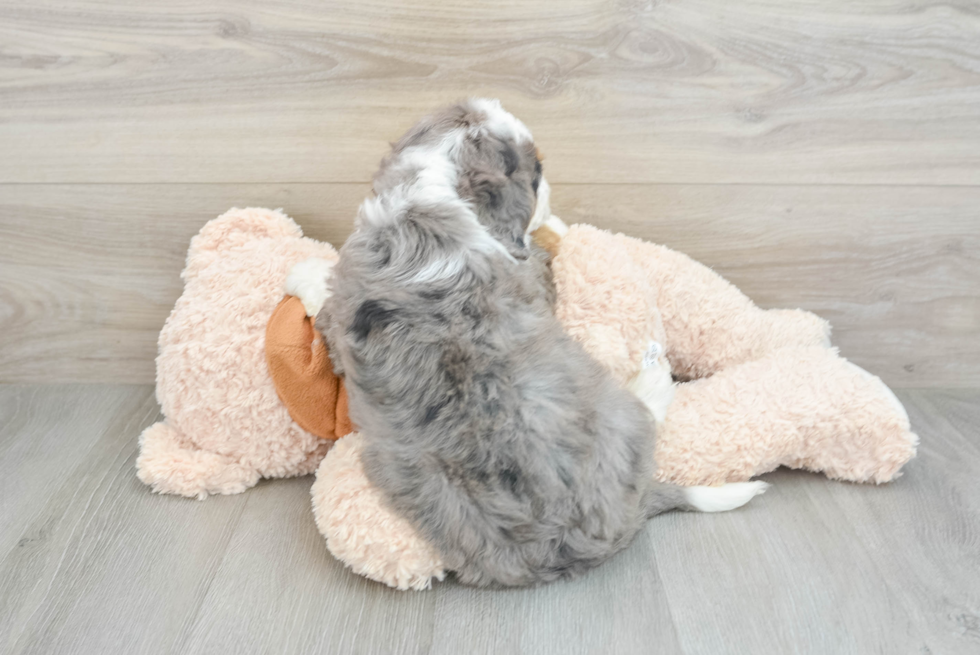 Petite Mini Bernedoodle Poodle Mix Pup