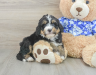 7 week old Mini Bernedoodle Puppy For Sale - Florida Fur Babies