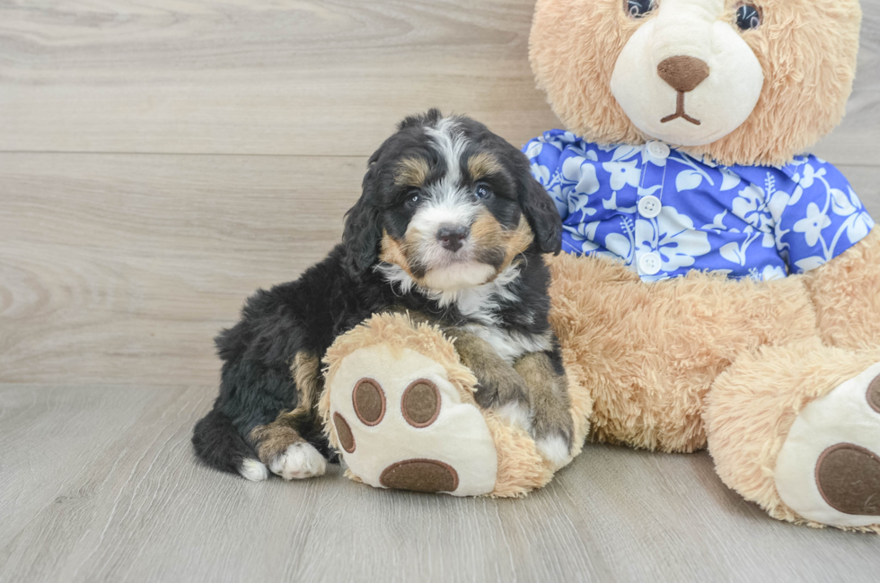 6 week old Mini Bernedoodle Puppy For Sale - Florida Fur Babies